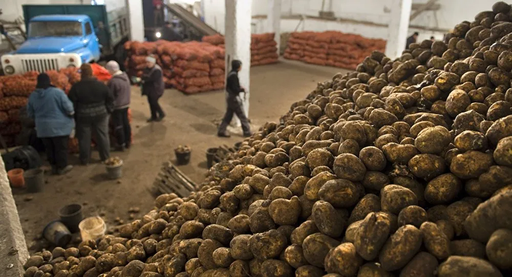 Гниющий картофель убил четверых жителей села в Челябинской области