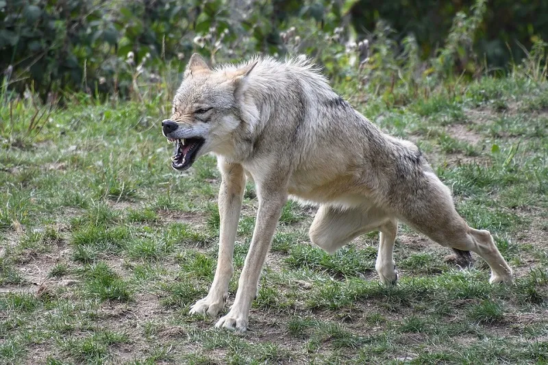 Искусавший людей в Крыму волк был бешеным