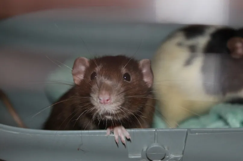 Про людей и крыс из «нехорошей квартиры»: массовая спасательная операция, которая сделала бы честь МЧС