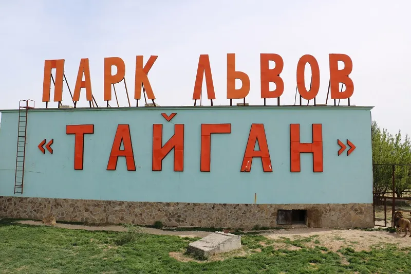 Хозяину сафари-парка в Крыму грозит срок за покусанную львом туристку