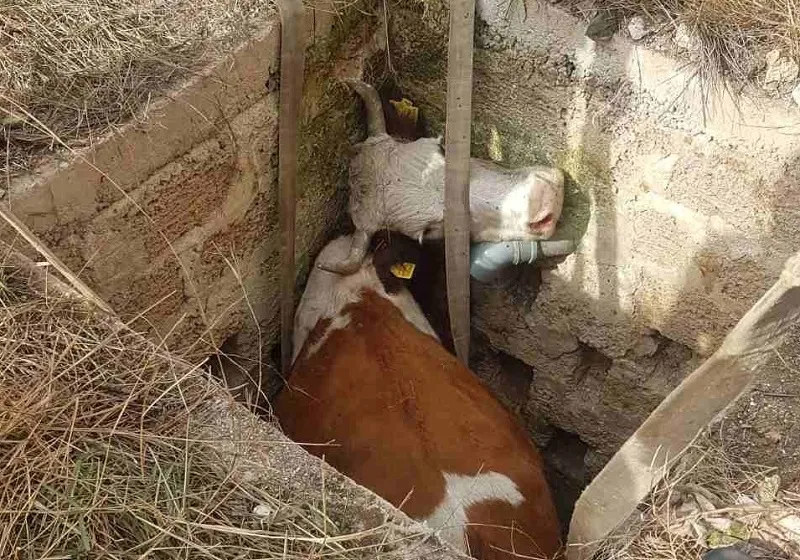 В Крыму корова попала в яму и не смогла выбраться без МЧС
