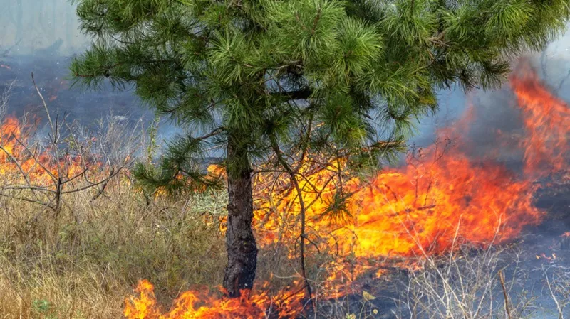 В Крыму 12 часов горело 12 гектаров леса