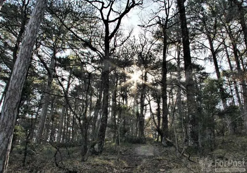 В Севастополе может исчезнуть ещё один кусочек леса