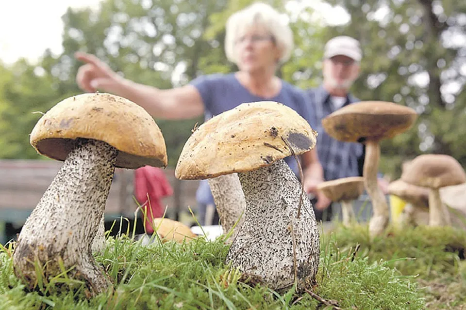 Власти Колымы научат жителей собирать ягоды, грибы и шишки