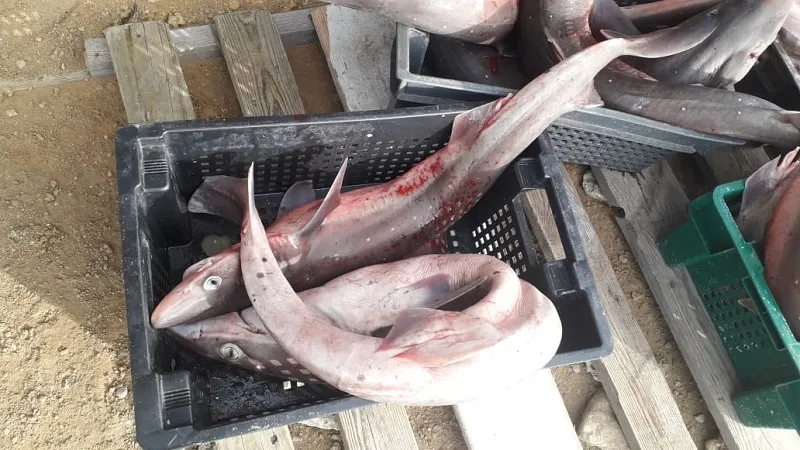 Исчезающие виды рыб страдают от браконьеров в Крыму