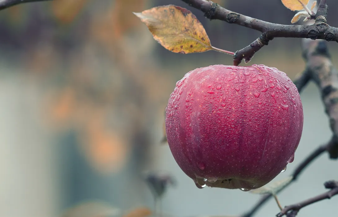 В Тамбове разработали специальную систему, которая самостоятельно собирает яблоки