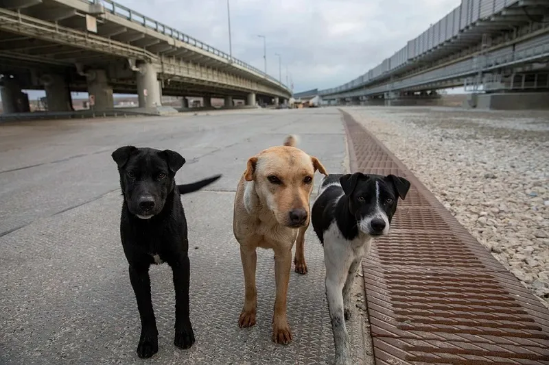 Собаки Крымского моста ищут в Крыму новых спутников жизни