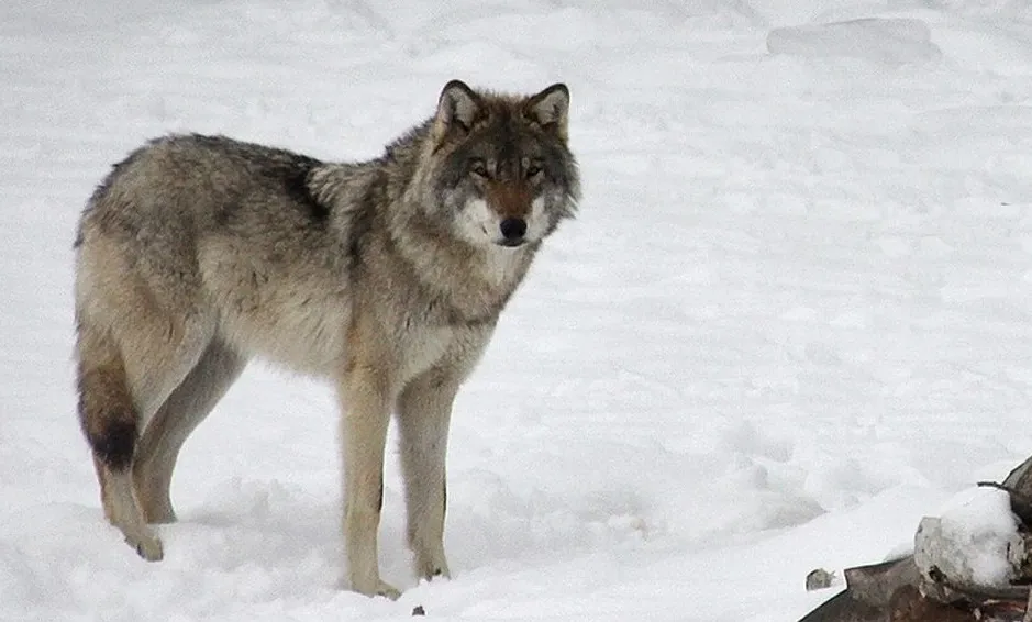 В Сыктывкаре волк держит в страхе местных жителей — власти убеждают, что это собака