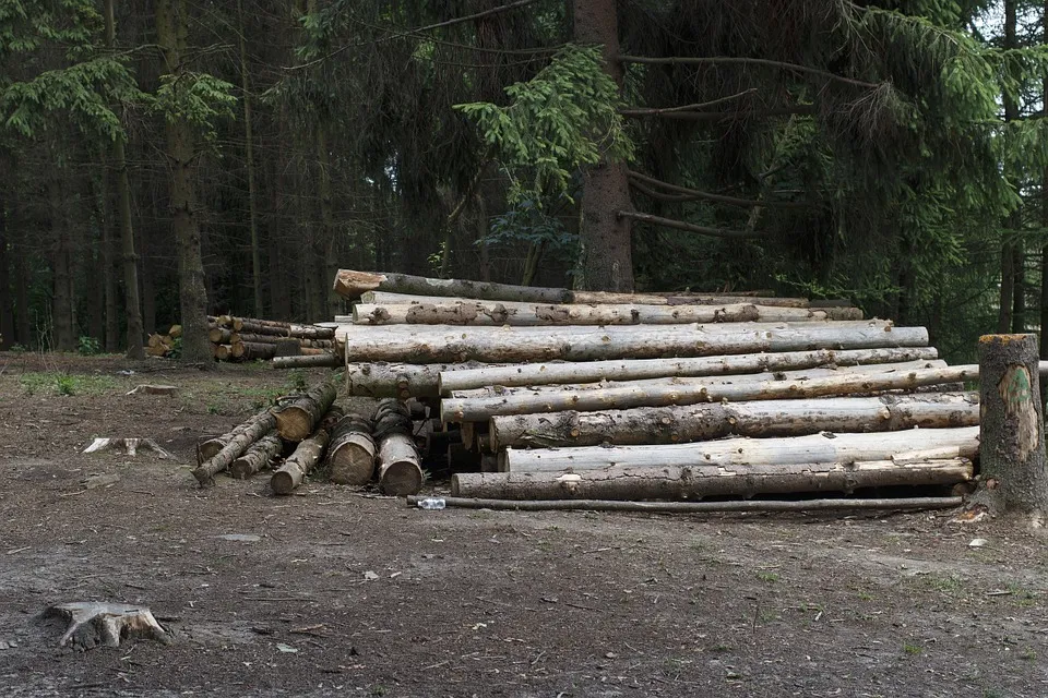 В Севастополе «сдали» тысячи гектаров леса без конкурса