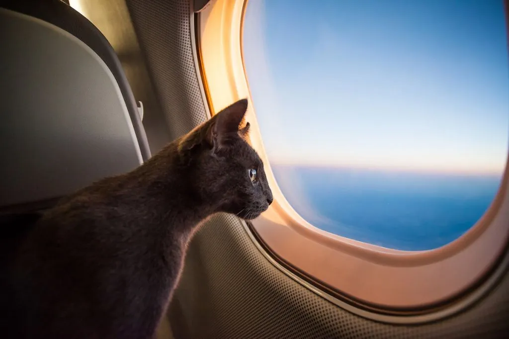 Кошкам предлагают покупать места в самолетах рядом с хозяевами