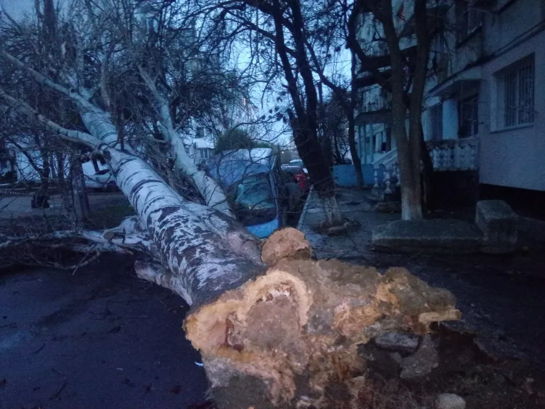 Рухнувший в Севастополе гигантский тополь поднял на дыбы автомобиль