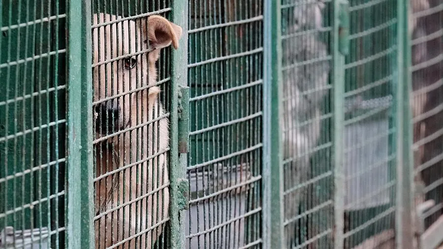 Зоозащитники предложили ограничить разведение кошек и собак в РФ