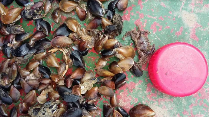 Учёные Севастополя спасают от вымирания моллюсков