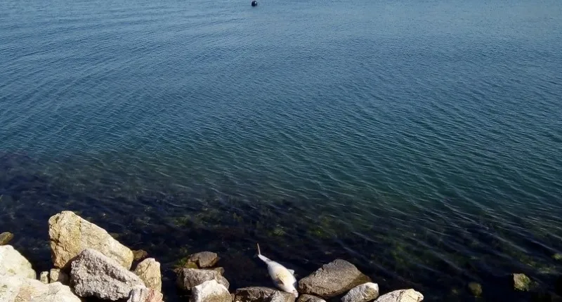 К севастопольскому берегу прибило ещё одного мертвого дельфина