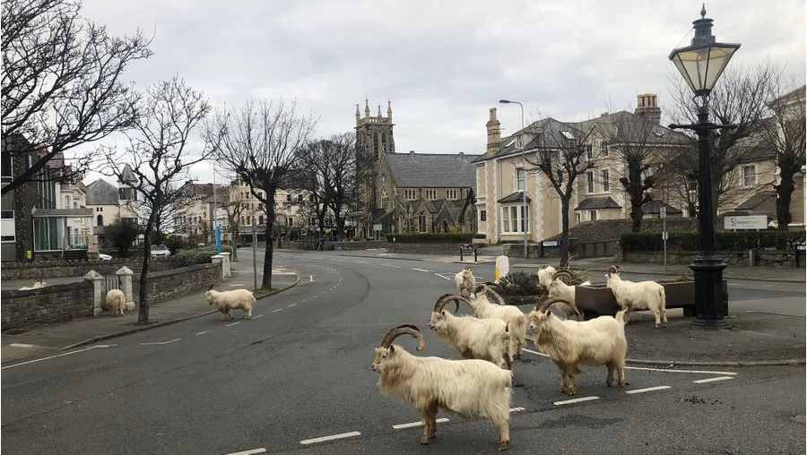 Улицы одного из городов Британии захватили козлы