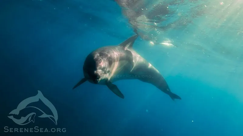 В Чёрном море из-за токсичных металлов гибнут дельфины