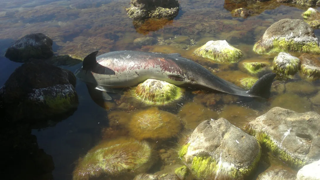 В смерти дельфинов под Севастополем обвиняют браконьеров