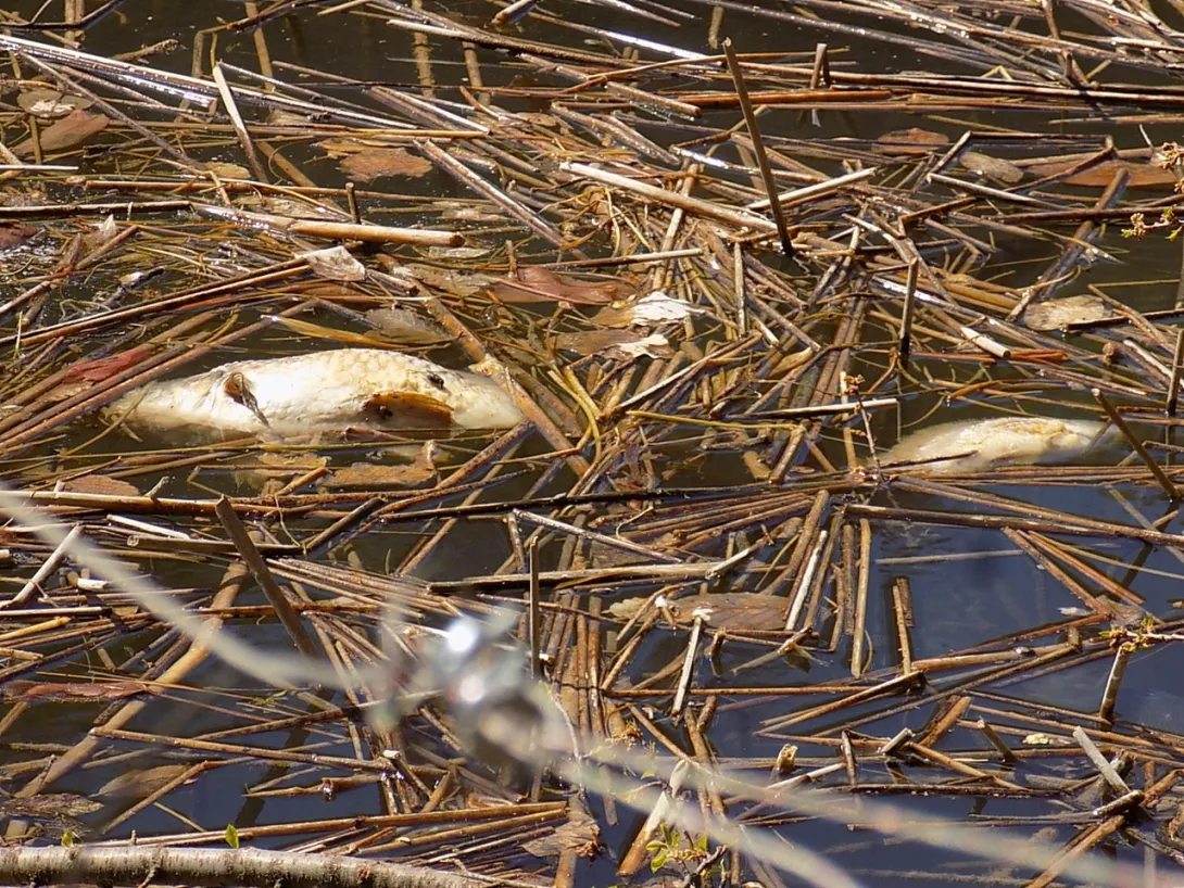 Захват Терновского озера грозит отравлением севастопольцам