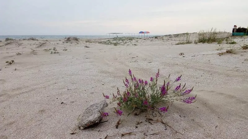 Благоустройство пляжей по-крымски: дикие дюны сравняли бульдозером