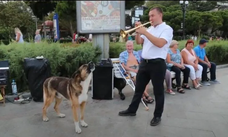 В Ялте трубачу и его поющей собаке разрешили уличные концерты