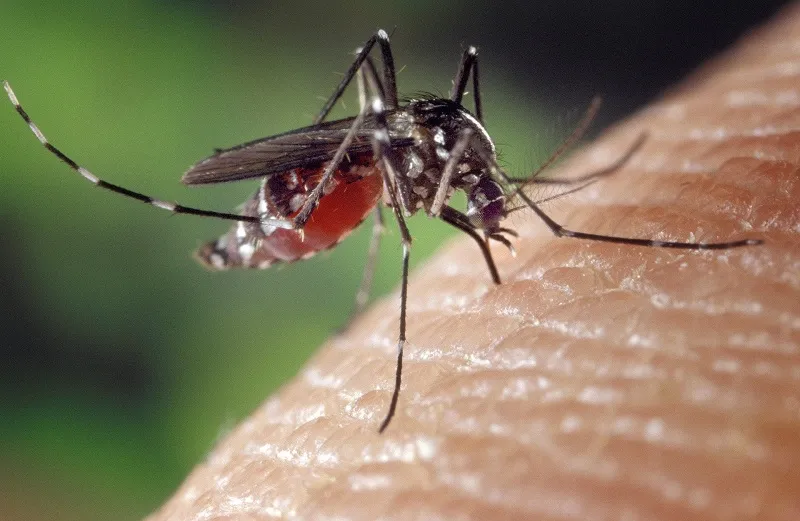 Вирусные комары могут атаковать Крым