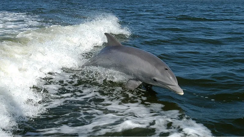 У берегов Крыма массово гибнут дельфины