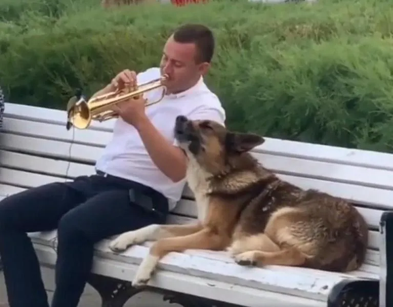 В Ялте со скандалом остановили выступление трубача и его поющего пса