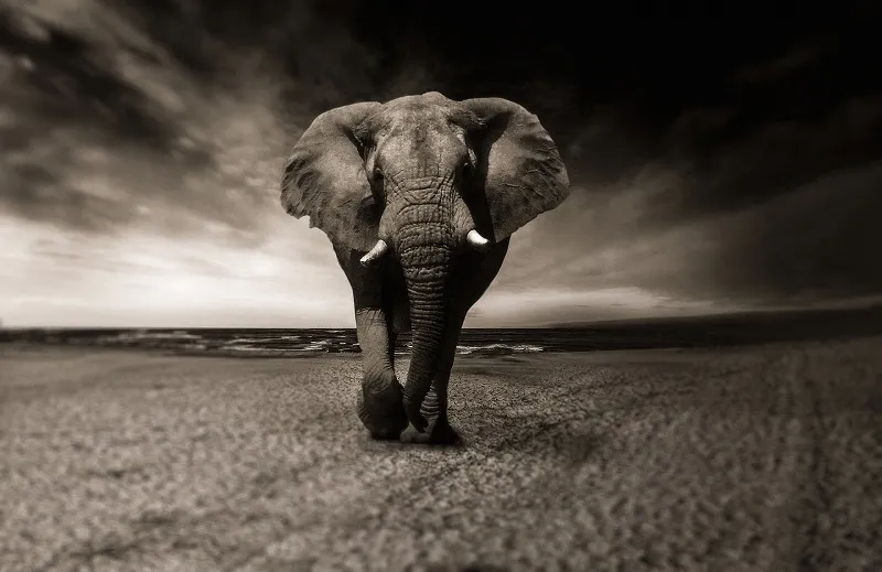 В Африке произошло катастрофическое вымирание слонов