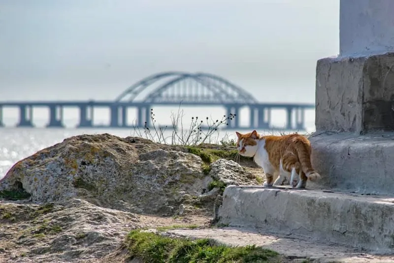 Стало известно, где будет работать кот Мостик с Крымского моста