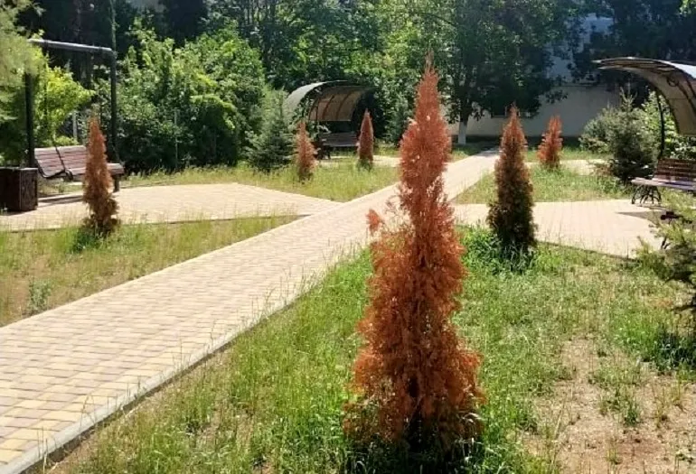 У семи нянек: в Севастополе умерли недавно высаженные деревья 