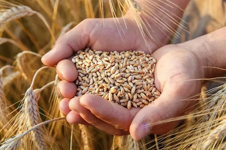 National Interest испугался запрета на экспорт зерна из России