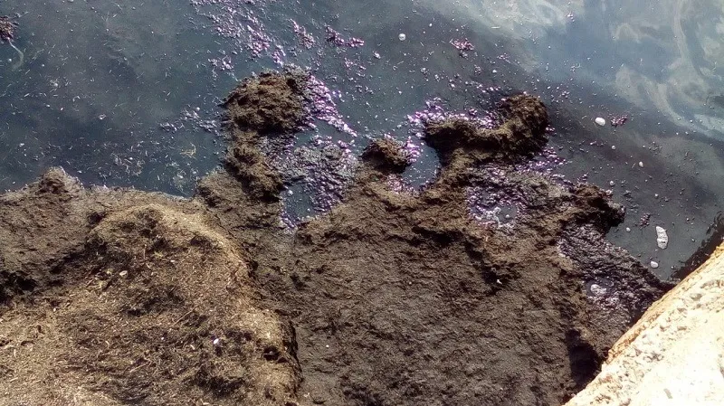 Водоросли гниют и дурно пахнут на пляжах в Крыму