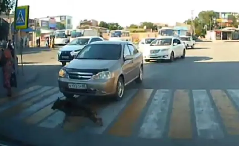 Дождался и нажал на газ: в Крыму водитель сбил собаку на пешеходном переходе