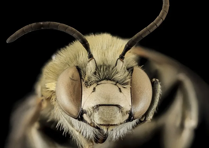 Обнаруженных в Крыму китайских пчел-гигантов отправят на генетический анализ 