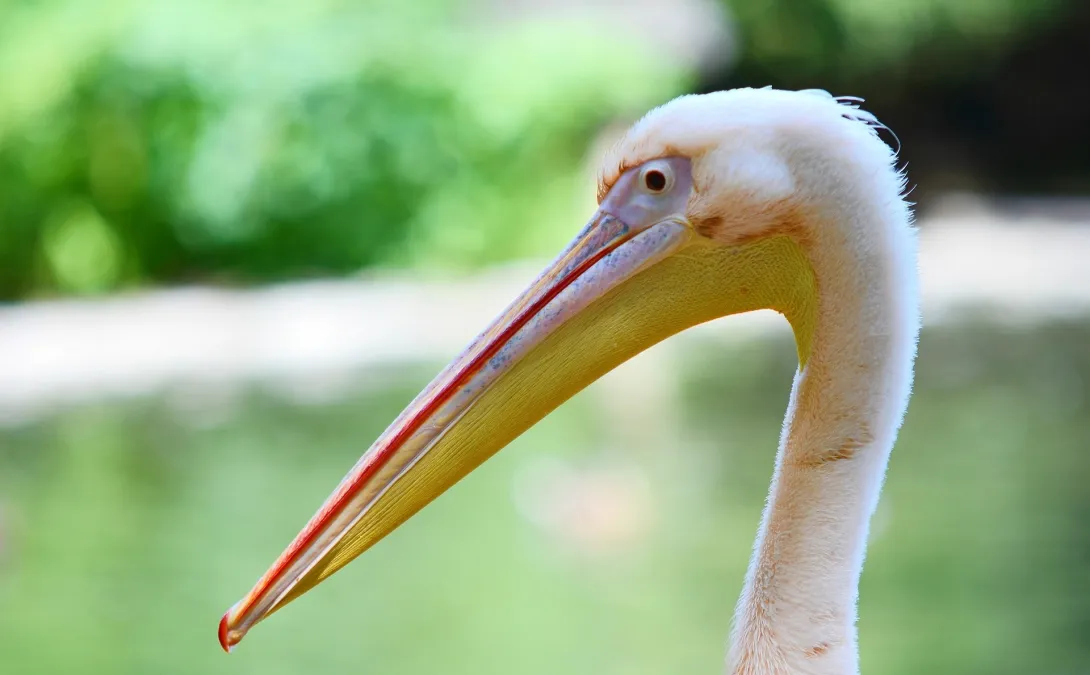 Розовых пеликанов из Севастополя «депортировали» в Крым