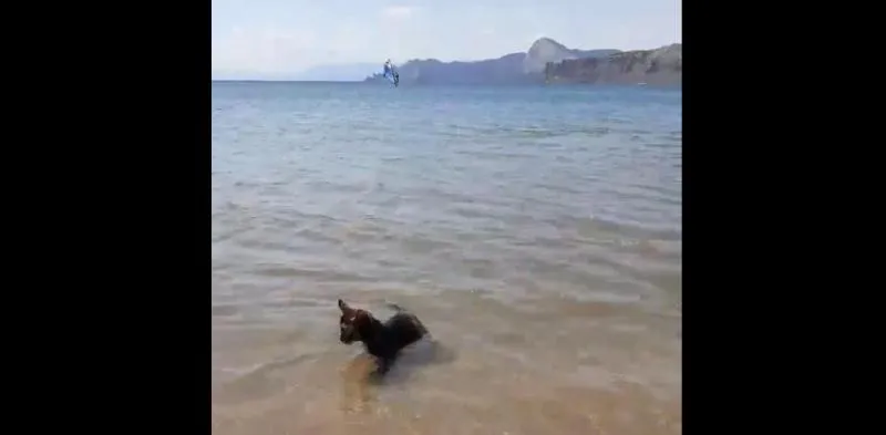 У берегов Крыма замечена водоплавающая кошка