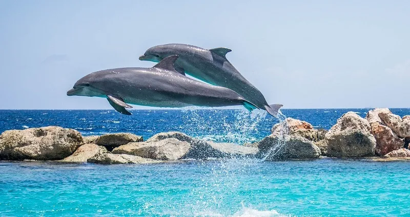 На черноморском побережье дельфины устроили настоящее шоу