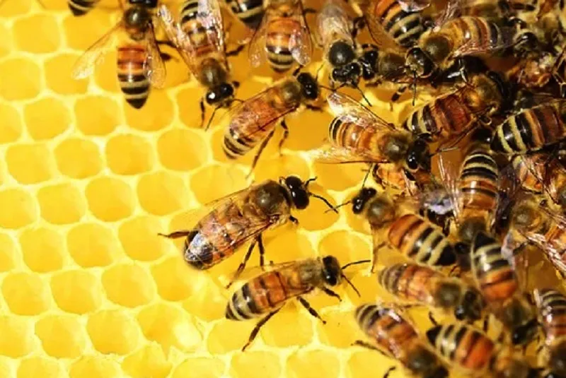В России по почте можно послать пчёл, а ещё пиявок и червей
