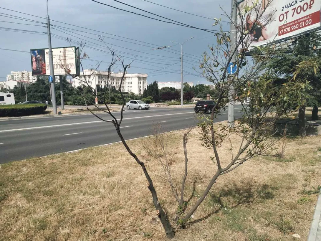 В Севастополе заявили об угрозе вырубки деревьев на проспекте Октябрьской Революции