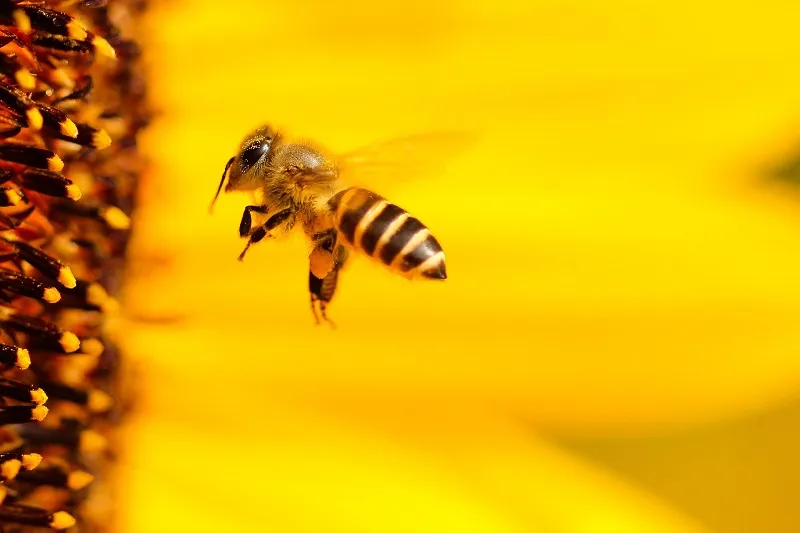 Пчёлы помогут бороться с раком