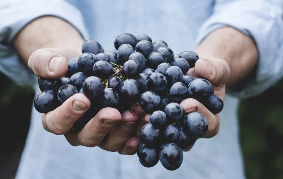 В Севастополе опасаются падения урожая винограда из-за засухи