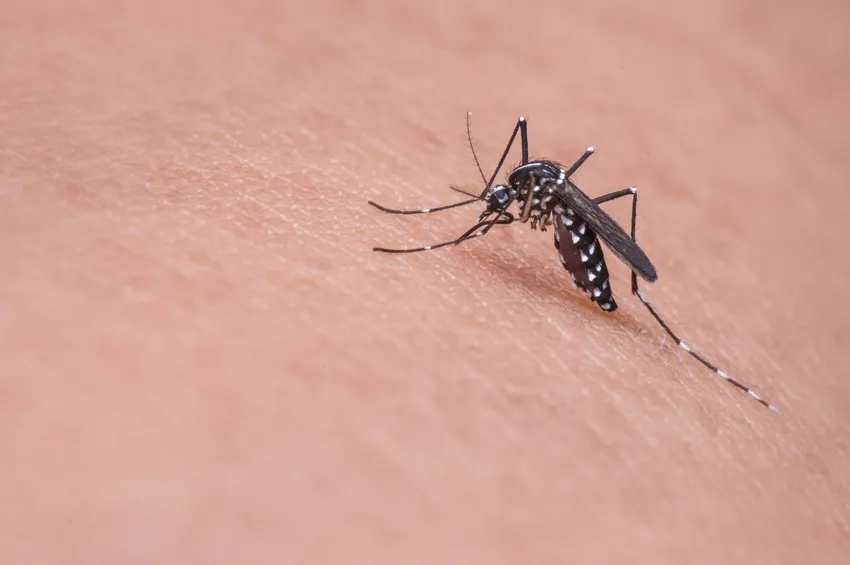 Турцию атакуют агрессивные комары