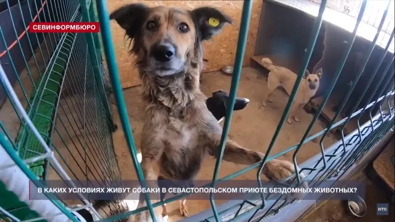 «Боже, скелет»: как живут собаки в севастопольском приюте бездомных животных
