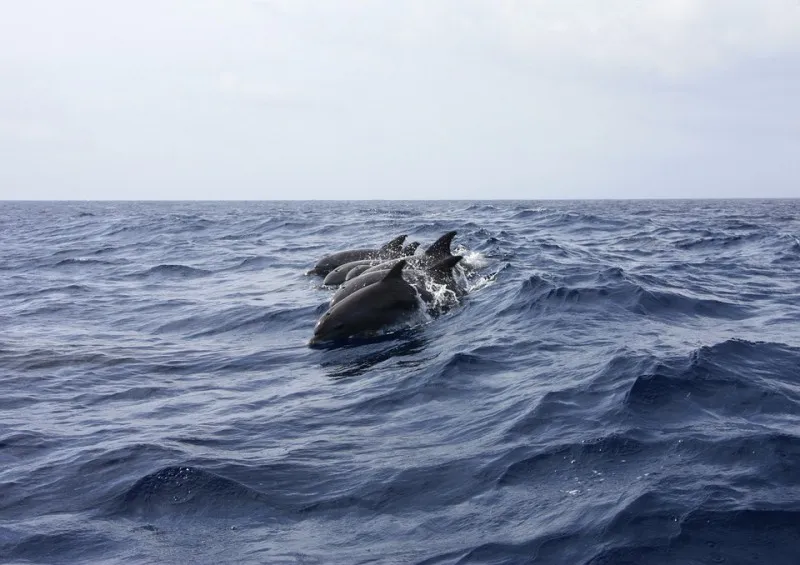 Крымские дельфины устроили охоту у ног отдыхающих
