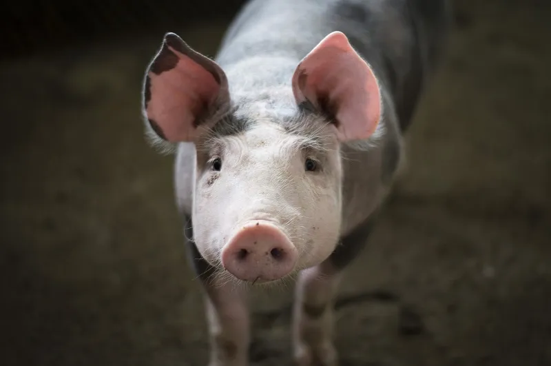Коронавирус свиней оказался опасным для человека