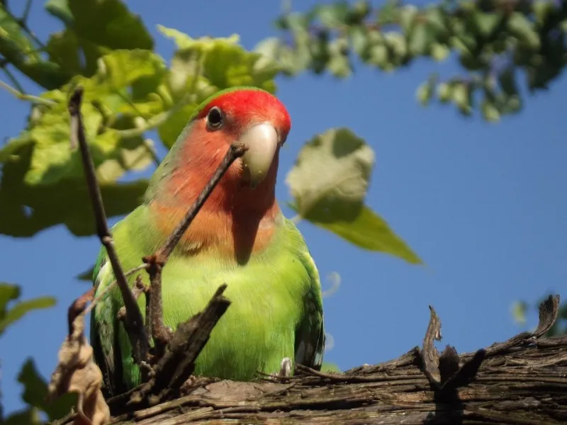 В крымском парке поселились редкие птицы