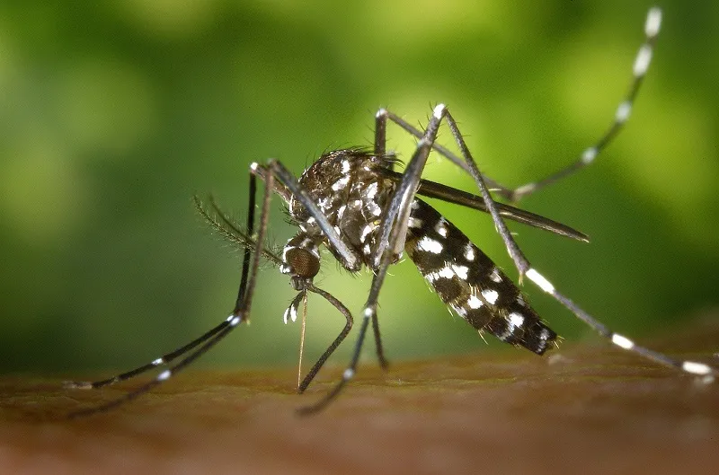 В Крыму появился комар — переносчик вирусов