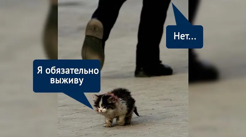 Свиноферма, приют, ветклиника: кто стоит за расстрелом кошек в Крыму