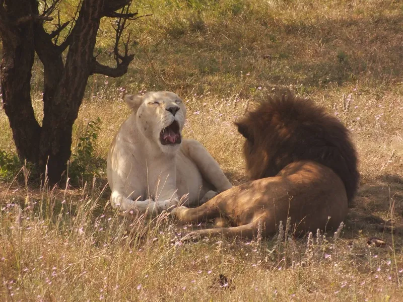 Концлагерь или дикий мир: владельца крымского сафари-парка обвинили в гибели львов