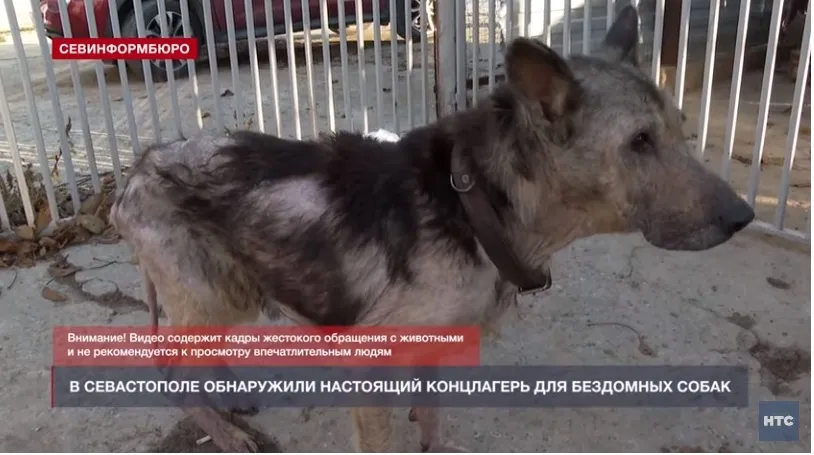 Живые скелеты и трупы щенков обнаружили журналисты в приюте Севастополя